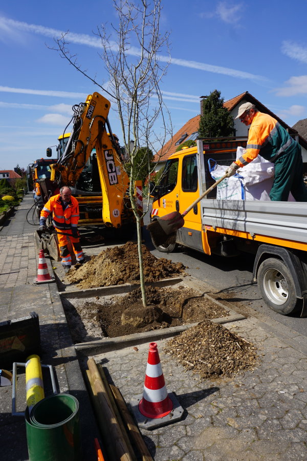 Auf dem Bild sind die Mitarbeiter des Bauhofs zu sehen, die an einer Straße Bäume mit Hilfe von Baggern und Schaufeln einpflanzen.